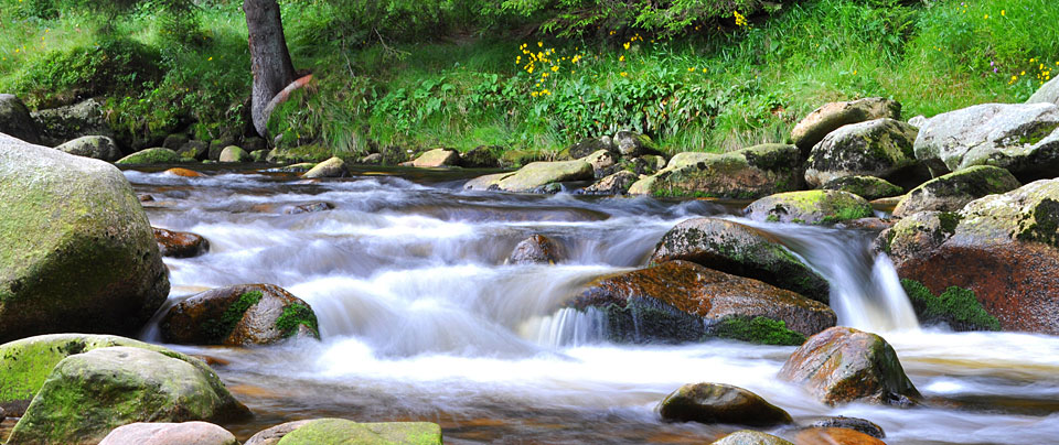 Bayerischer Wald